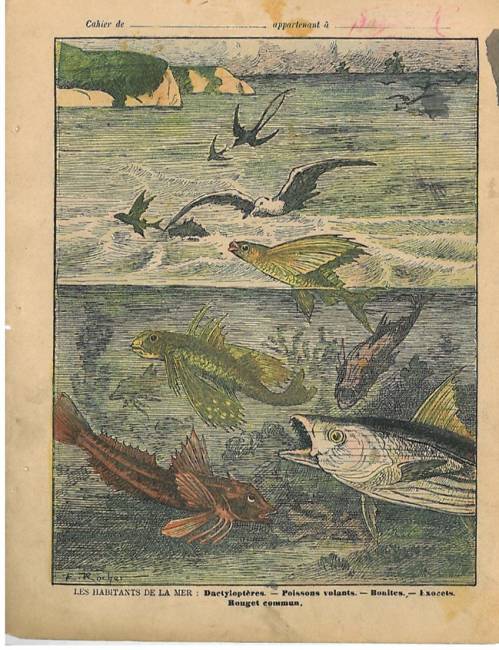 Série Habitants de la mer