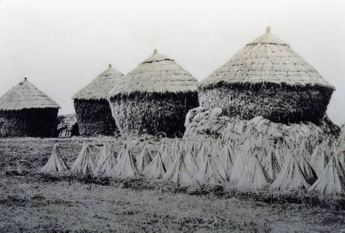 Photographie de meules et bottes de lin