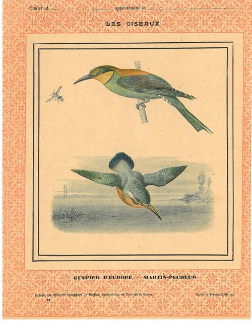 Série Oiseaux (Buffon / Traviès)