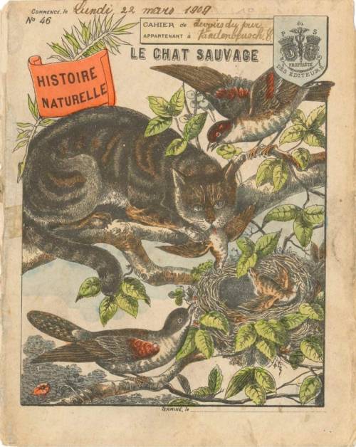 Série Histoire naturelle (1)