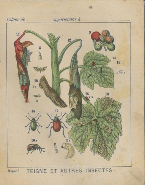 Série Lutte contre les insectes en agriculture